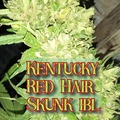 Vente: Kentucky Red Hair Skunk