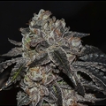 Vente: Wolfpack Selections- Tri-Cream Cake **420 Special**