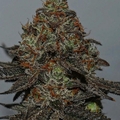 Vente: Wolfpack Selections- Jelly Bananas**420 Special**