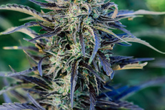 Sell: ATLAS Seeds - FOG DOG (Auto- Day Neutral) **420 Special**