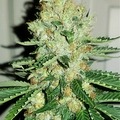 Vente: Lambs Breath x Jamaican - 3 Unrooted Snips