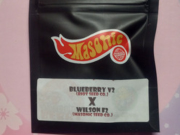 Vente: Blueberry V2 x Wilson F2 - Masonic Seeds