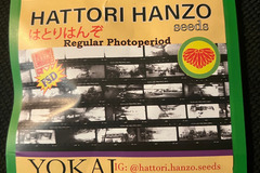 Venta: Hattori Hanzo Yokai 12 pack