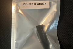Sell: 209 Seed Co. Dolato x Guava 6 pack