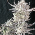 Auction: 25 10packs all Feminized Photoperiod Total 250 Seeds
