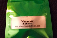 Sell: Twisted Trees Stargazer 2 Pack