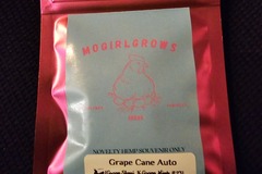 Vente: Mogirl Grape Cane Auto 6 Pack