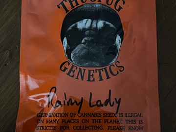 Sell: Rainy Lady by Thug Pug Genetics