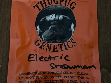 Venta: Electric Snowman by Thug Pug Genetics