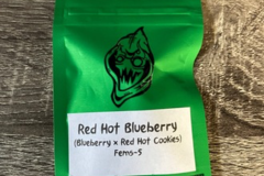 Vente: Robinhood Seeds- Red Hot Blueberry