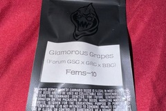 Vente: Glamorous Grapes  - Square One Genetics