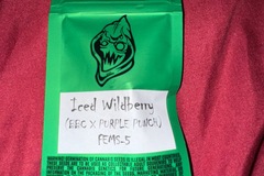 Vente: Iced Wildberry - Robin Hood Seeds