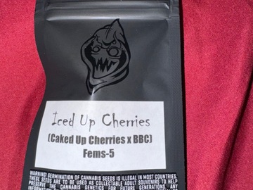 Sell: Iced up Cherries  - Square One Genetics