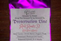 Vente: Red Runtz S1 10-Pack - Feminized Photoperiod
