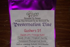 Vente: Gusherz S1 10-Pack - Feminized Photoperiod