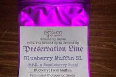Venta: Blueberry Muffin S1 10-Pack - Feminized Photoperiod