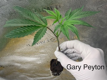 Vente: Gary Payton Rooted Clone - Breeder's Cut