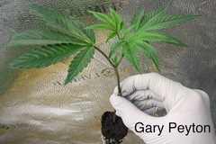 Venta: Gary Payton Rooted Clone - Breeder's Cut