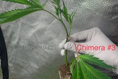 Vente: Chimera #3 Rooted Clone - Breeder's Cut