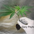 Vente: Gary Payton 3 Rooted Clones - Breeder's Cut - Multi-Pack