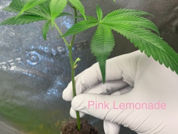 Venta: Clone Multi-Pack - Pink Lemonade, Gary Peyton, Chimera #3
