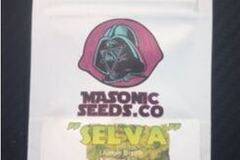 Vente: Selva - Jungle Breath x Wilson f2 - Masonic Seeds