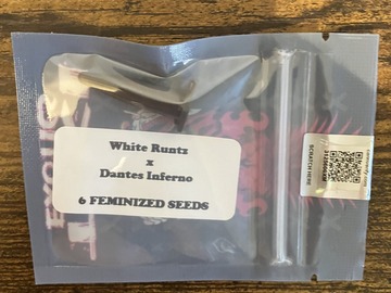 Sell: White Runtz x Dantes Inferno from Tiki Madman