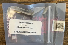 Sell: White Runtz x Dantes Inferno from Tiki Madman