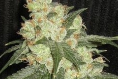 Sell: Giesel -  Chemdawg  x Mass Super Skunk