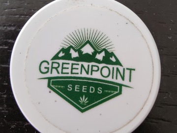 Sell: Greenpoint - Pioneer Kush (Bubba Kush x Star Dawg)