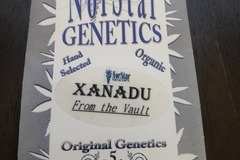 Vente: Norstar Genetics - Xanadu (Dark Desire x Banana OG) 5 pack