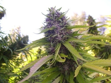 Grandaddy Purple - California sungrown, organic - 12 regs