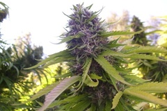 Vente: Grandaddy Purple - California sungrown, organic - 12 regs