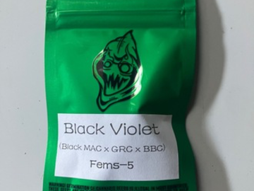 Sell: Robinhood Seeds- Black Violet