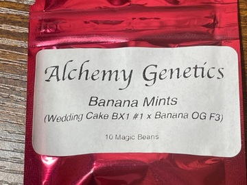 Vente: Alchemy genetics banana Mints