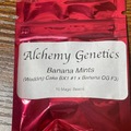 Vente: Alchemy genetics banana Mints