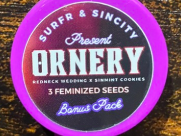 Subastas: (AUCTION) Ornery from Sin City x Surfr