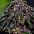 Enchères: *AUCTION* Queen of the South F3 (regular seeds)