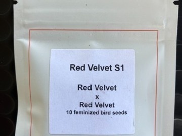 Enchères: (AUCTION) Red Velvet S1 from LIT Farms