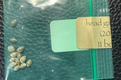 Venta: Head Gasket x 88G13 HP 13pk. - Bodhi Seeds