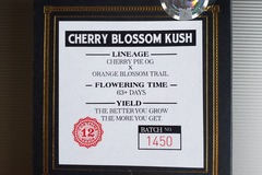 Vente: Cherry Blossom Kush *Swampboys Seeds