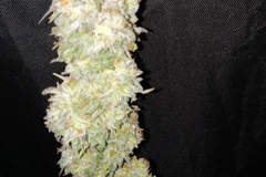 Sell: Stolen election (Obama kush x Double dose diesel)