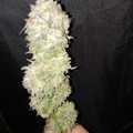 Sell: Stolen election (Obama kush x Double dose diesel)