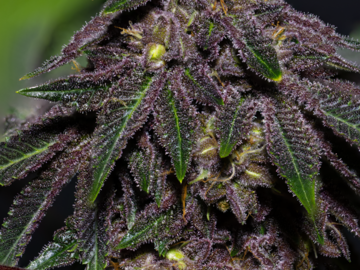 Auction: *AUCTION* Queen of the South F3 (regular seeds)