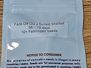 Sell: Cannarado Genetics Sherb Face  Feminized