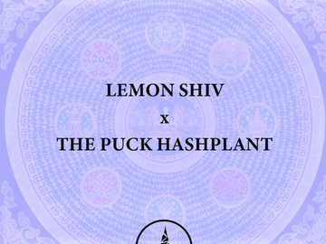 Sell: Lemon Shiv (Capulator) x THE PUCK Hashplant
