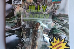 Enchères: "Jilly Larry" (Jelly Bean x Purple Larry) 25 Regs