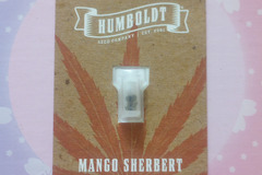 Vente: Mango Sherbet - Humblodt Seed Co.  -  Fem Photo