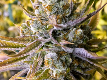 Vente: LITTLE CHIEF COLLABS - TANGIE GHOST TRAIN HAZE - 6 SEEDS PER
