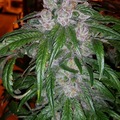 Selling: Exclusive Seeds Purple Sauce F2